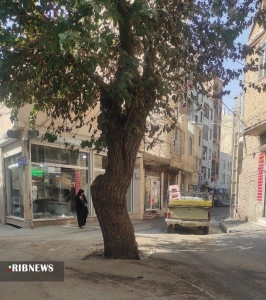 تصویر سدمعبر دو درخت کهنسال در خیابان ابوذر کرج +فیلم