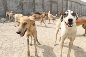 تصویر گزش و مزاحمت سگ ها در البرز