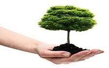 تصویر درخت یک عامل مهم در جریان زندگی بشر