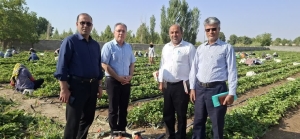 تصویر استان البرز قطب تولید رانر توت فرنگی کشور میشود