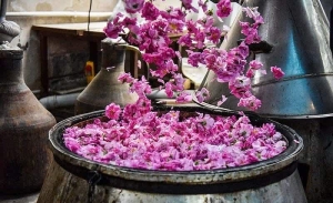 تصویر برگزاری جشنواره گلاب‌گیری در کرج