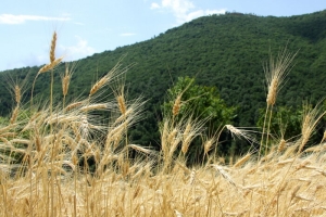 تصویر تولید ارقام گیاهی کم آب بر نوید بخش امنیت غذایی در خشکسالی