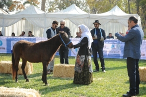 تصویر دوره بین المللی ارزیابی اسب کاسپین برگزار می شود