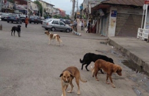 تصویر سگ‌های بدون صاحب در سطح شهر طالقان  واکسینه می‌شوند