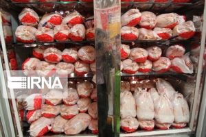 تصویر طرح حمایتی خرید گوشت مرغ منجمد از مرغداران البرزی به اجرا درآمد