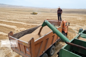 تصویر پشتیبانی امور دام البرز خرید توافقی محصول جو را عهده دار شد