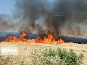 تصویر کشاورزان البرزی از آتش سوزی مزارع پیشگیری کنند