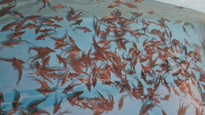 تصویر پرورش ۲ گونه ماهی خاویاری بومی دریای خزر در البرز