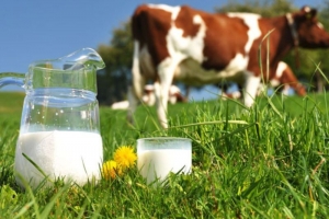 تصویر سرانه مصرف شیر خام و لبنیات در البرز بالاتر از میانگین کشوری است