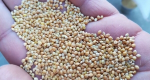 تصویر تولید بذر ارزن هیبریدی برای نخستین بار در کشور