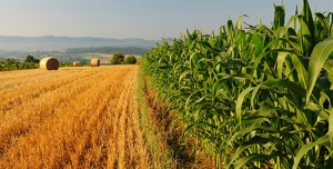 تصویر کشاورزی، قلب سبز اقتصاد