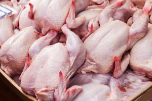 کشف حدود چهار هزار کیلوگرم مرغ احتکاری درکرج