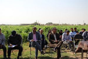 تصویر برگزاری روز مزرعه سورگوم در شهرستان نظرآباد
