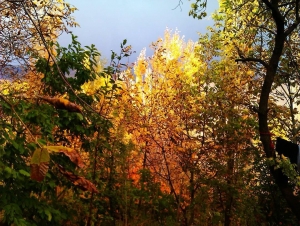 تصویر نقاشی طبیعت آسارا و طالقان با رنگ پاییزی+ فیلم
