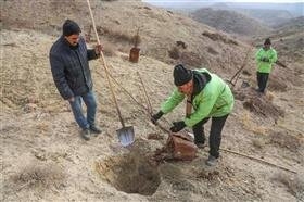 ۳۰۰ هکتار از اراضی حلقه دره درختکاری شد