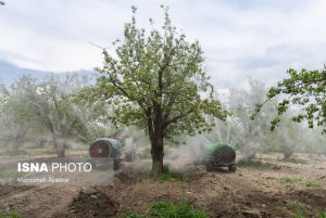 تصویر باغ سیب مهرشهر زخم تبر سال‌های گذشته را از یاد برده است