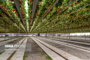بزرگ‌ترین قطب تولید توت فرنگی البرز در آستانه تعطیلی!