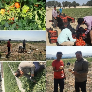 تصویر آغاز برداشت محصول گوجه فرنگی و پیاز از مزارع شهرستان چهارباغ