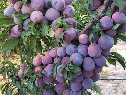 برداشت ۷۰ تن آلو در هر هکتار رکورد جدید باغدار نظر آبادی