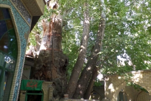 تصویر طرح حفاظت از درختان کهنسال البرز برای اولین بار در کشور اجرایی می‌شود