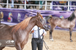 تصویر مسابقات زیبایی اسب اصیل عرب