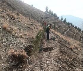 ۲۸۰ نهال سرو زربین در پروژه جنگل‌کاری بیجی کاشته شد