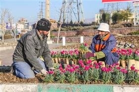 ۴۰۰ هزار گلدان شب بو در کرج کاشته می‌شود