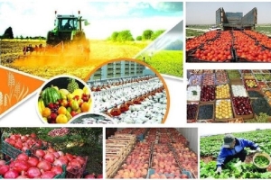 تصویر سالانه ۲۰ میلیارد دلار غذای تولیدی در ایران به ضایعات تبدیل می‌شود
