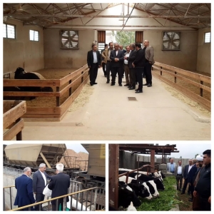 تصویر بازدید دکتر البرزی فرماندارشهرستان ساوجبلاغ از چهار واحد تولیدی دام و کشاورزی
