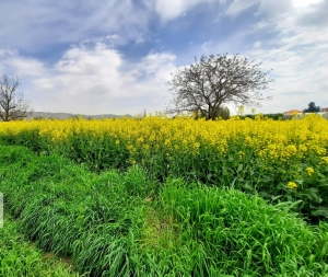 تصویر تناوب سازی مناسب کشت در نظرآباد کیفیت خاک را بهبود بخشید