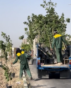تصویر چهار هزار اصله درخت طی سال جاری در مهستان کاشته شده است