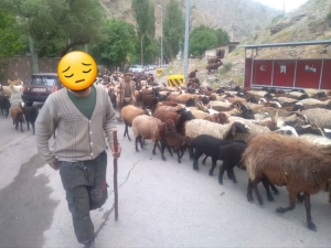 تصویر جریمه میلیاردی دامدار متخلف در مراتع شهرستان کرج
