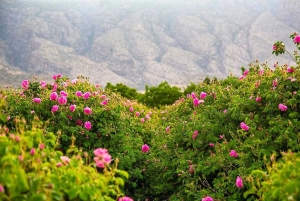 تصویر بام البرز میزبان جشنواره گلاب گیری جهادی