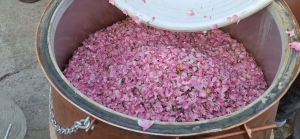 تصویر آغاز جشنواره ملی گلابگیری و سوغات اقوام در کرج