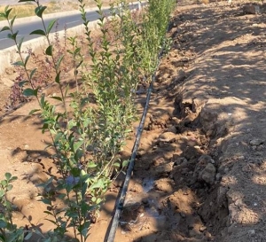 تصویر تجهیز ۶۴۰ هکتار فضای سبز کرج به شبکه آبیاری نوین