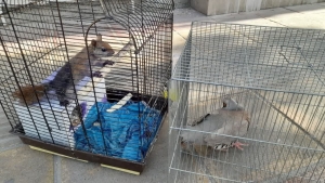 تصویر قفس برای حیات‌وحش نیست؛ ضبط کبک و سنجاب از پرنده‌فروشی متخلف