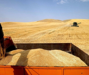 تصویر خرید تضمینی گندم و کلزا در البرز به ۹ هزار تن رسید