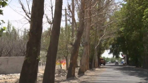 کهنسالان سبز بی‌صدا می‌میرند!