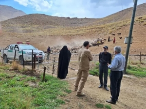 تصویر کنترل و مدیریت چرای دام در مرتع لارک واقع در روستای آزادبر شهرستان کرج
