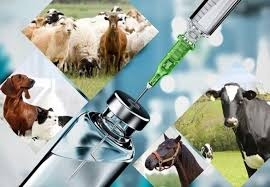 البرز پیشتاز تولید واکسن دامی در کشور