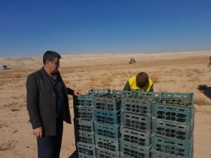 تصویر آغاز کشت گیاه لگجی برای بیابان‌زدایی در استان البرز
