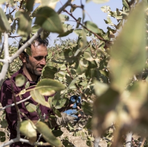 تصویر بحران آب چالش مهم بخش کشاورزی کشور است