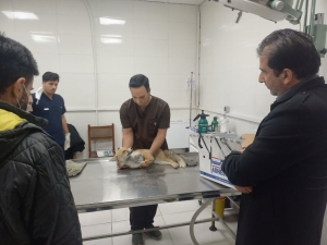 تصویر نجات و درمان روباه مصدوم در فردیس با همکاری شهروندان