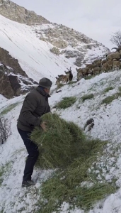 تصویر تداوم عملیات علوفه‌رسانی به حیات وحش در مناطق کوهستانی البرز