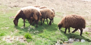تصویر اجرای پروژه مدیریت چرا و کنترل دام در روستای ولایترود
