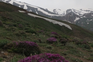 تصویر برداشت بی‌رویه و غیرمجاز گیاهان دارویی، تهدیدی جدی برای تنوع زیستی البرز