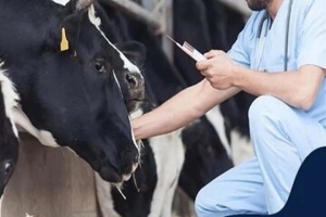 تصویر ارزیابی ژنتیکی ۲۲ هزار رأس گاو هلشتاین در البرز
