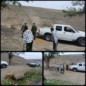 تصویر قطع شبانه ۵ اصله درخت در اراضی ملی فشند