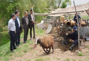 تصویر نظارت بر روند واکسیناسیون دام در روستاهای طالقان