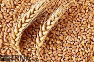 تصویر راهکارهای علمی برای عبور از چالش های کم آبی؛ معرفی رقم های جدید بذر